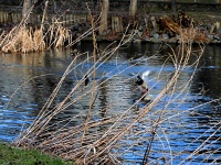 Stockenten auf dem Schlewecker Dorfteich 20.02.2014